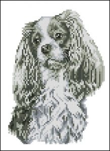 Cavalier King Charles Spaniel Cavalier King Charles Spaniel