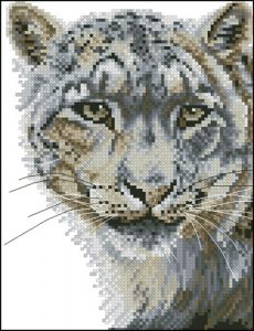 Snow leopard face Snow leopard