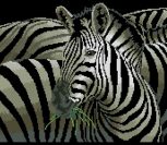 Zebra Grande Zebra Grande