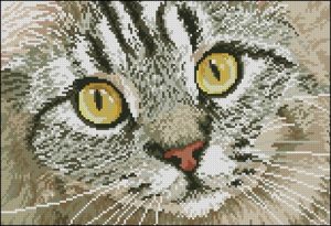 Взгляд кошки