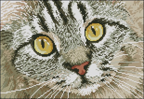 Взгляд кошки
