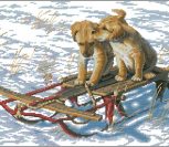 Sled dogs Sled dogs