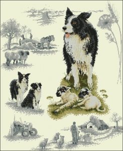 Border Collie Sampler Border Collie Sampler