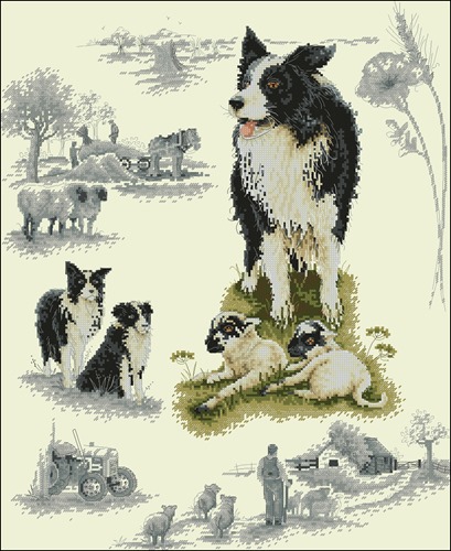 Border Collie Sampler
