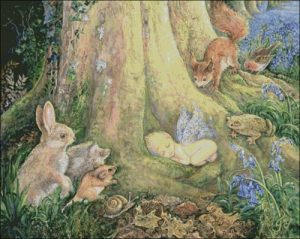 Woodland Wonder