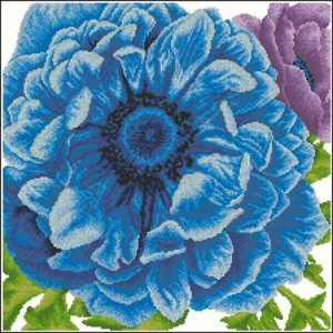 Anemone
