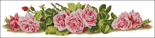 Row of Pink Roses