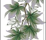 Зарисовки природы Зарисовки природы