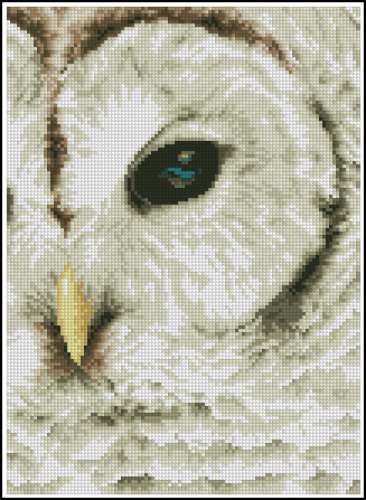 Wish