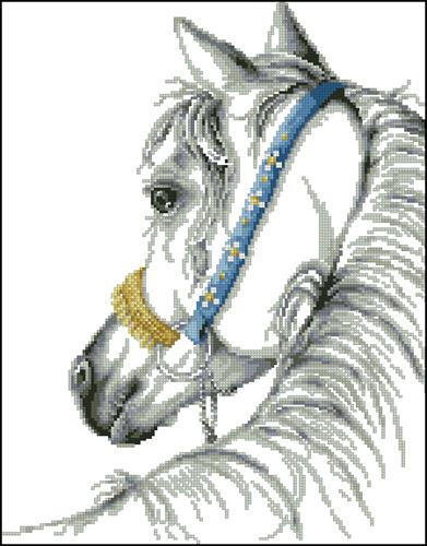 Arabian horse