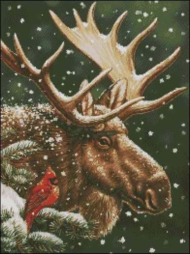 Moose and Cardinal