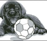 Labrador Spiel mit mir Labrador Spiel mit mir